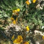 Fremontodendron californicum Lorea
