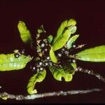 Canacomyrica monticola Vrucht
