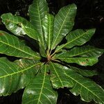 Chromolucuma congestifolia 叶