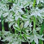 Ornithogalum nutans Кветка