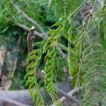 Prosopis juliflora Levél