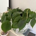 Philodendron hederaceum Yaprak