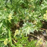 Alchemilla pentaphyllea Övriga