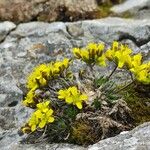 Draba lasiocarpa Flor
