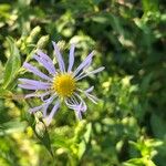 Symphyotrichum puniceum 花