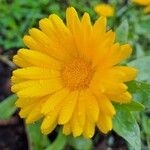 Calendula stellataFlower