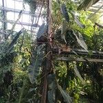 Philodendron billietiae Hoja
