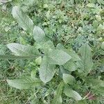 Crepis pontana Leaf