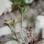 Dendrobium poissonianum 整株植物