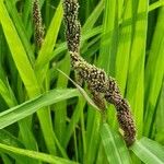 Echinochloa frumentacea Hábitos