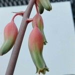 Gasteria disticha Flower