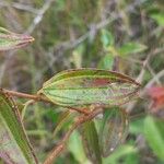 Pterolepis glomerata Feuille