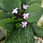 Kaempferia galanga Blüte