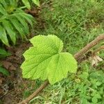 Rubus alceifolius Leaf