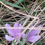 Colchicum multiflorumBlüte