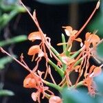 Hedychium coccineum Flor