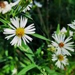 Symphyotrichum lanceolatumBlomst