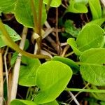 Pyrola rotundifolia ഇല