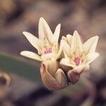 Allium crenulatum Blüte