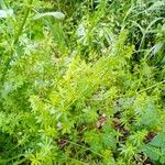 Galium mollugo Ліст