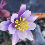 Aquilegia coerulea Flower