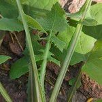 Sonchus oleraceusFulla