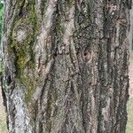 Carya pallida Corteza