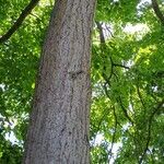 Tilia × euchlora Bark