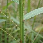 Digitaria sanguinalis Кора