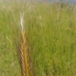 Hordeum secalinum Vili