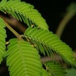 Vachellia collinsii Yaprak