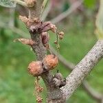 Quercus marilandica Fruto