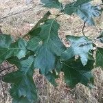 Quercus falcata (Leaf)