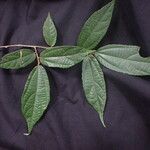 Duboscia macrocarpa Hoja