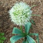 Allium karataviense 葉