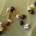 Amaranthus blitoides Φρούτο