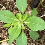 Euphorbia davidii পাতা