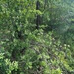 Pyrus elaeagrifolia 葉