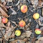 Sorbus domestica Owoc