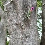 Tillandsia fasciculata Květ