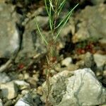 Arabis auriculata Habit