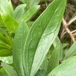 Globularia salicina Leaf