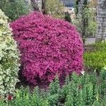 Loropetalum chinense Habit