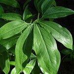 Dracunculus canariensis Leaf