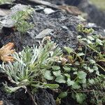 Artemisia glacialis Celota