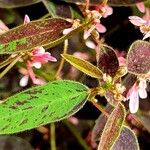 Chamaesyce hypericifolia Лист