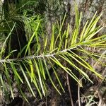 Persoonia linearis