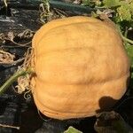 Cucurbita maximaFruit