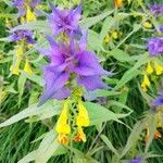 Melampyrum nemorosum Flower