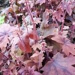 Heuchera rubescens Leaf